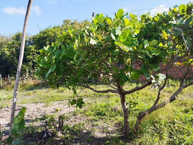 Área para Venda em Conde - 4