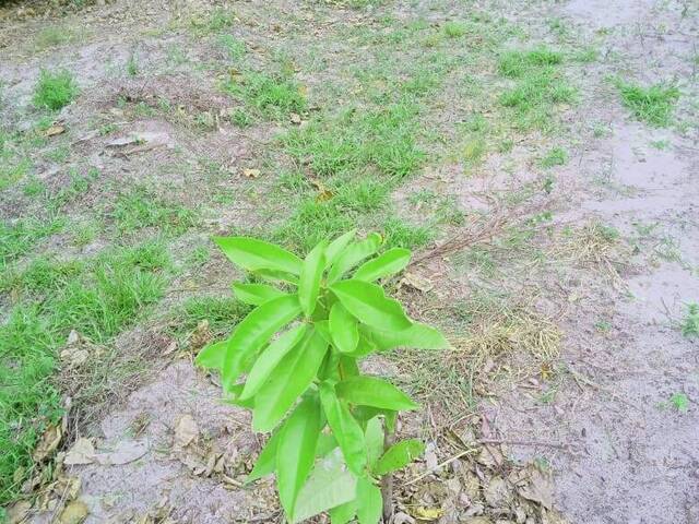 Área para Venda em Conde - 5